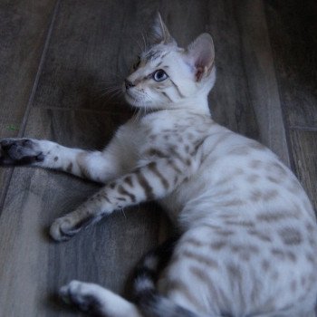 chaton Bengal seal point Uranus Chatterie d'Atomic Sky