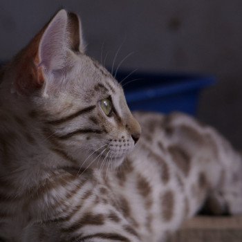 chaton Bengal seal mink Uskub d'Atomic Sky Chatterie d'Atomic Sky