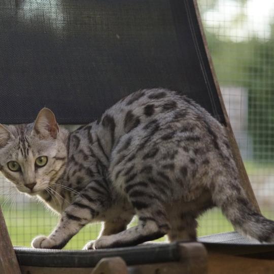 chat Bengal silver spotted / rosettes Utopie Chatterie d'Atomic Sky