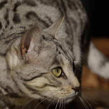 chat Bengal silver spotted / rosettes Utopie Chatterie d'Atomic Sky