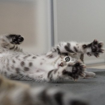 chaton Bengal black silver spotted / rosettes Chatterie d'Atomic Sky