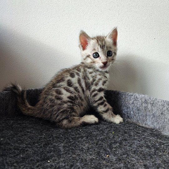 chaton Bengal black silver spotted / rosettes Utopie Chatterie d'Atomic Sky