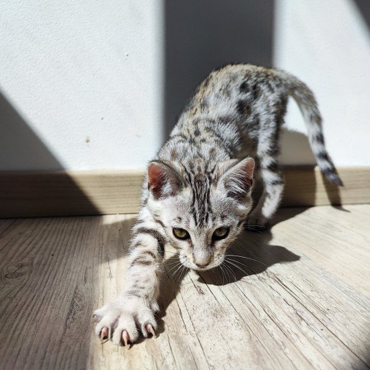 chaton Bengal black silver spotted / rosettes Utopie Chatterie d'Atomic Sky