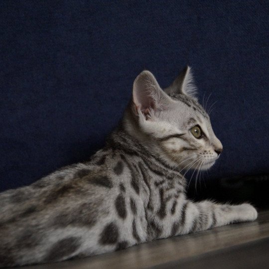 chaton Bengal black silver spotted / rosettes Utopie Chatterie d'Atomic Sky