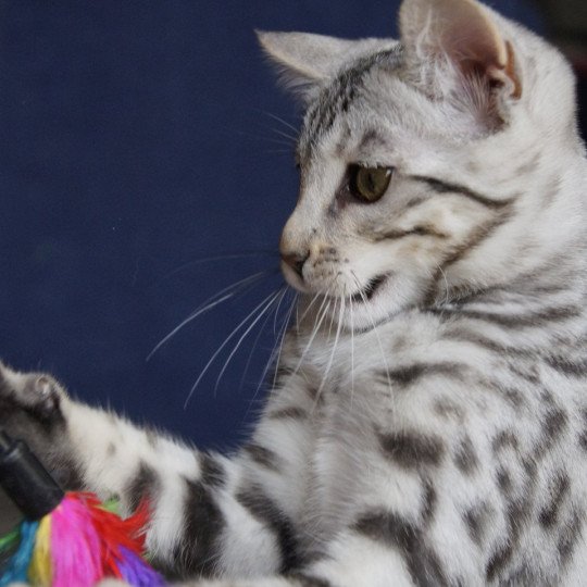 chaton Bengal black silver spotted / rosettes Utopie Chatterie d'Atomic Sky