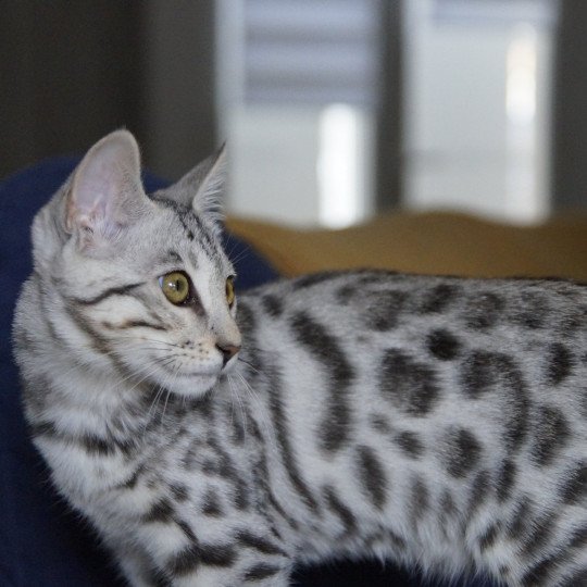 chaton Bengal black silver spotted / rosettes Utopie Chatterie d'Atomic Sky