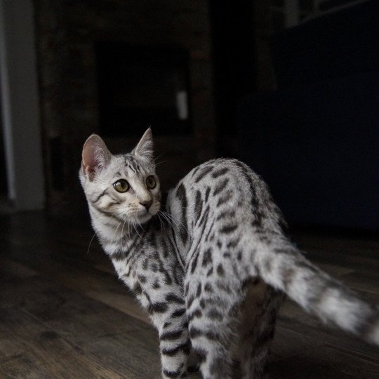 chaton Bengal black silver spotted / rosettes Utopie Chatterie d'Atomic Sky