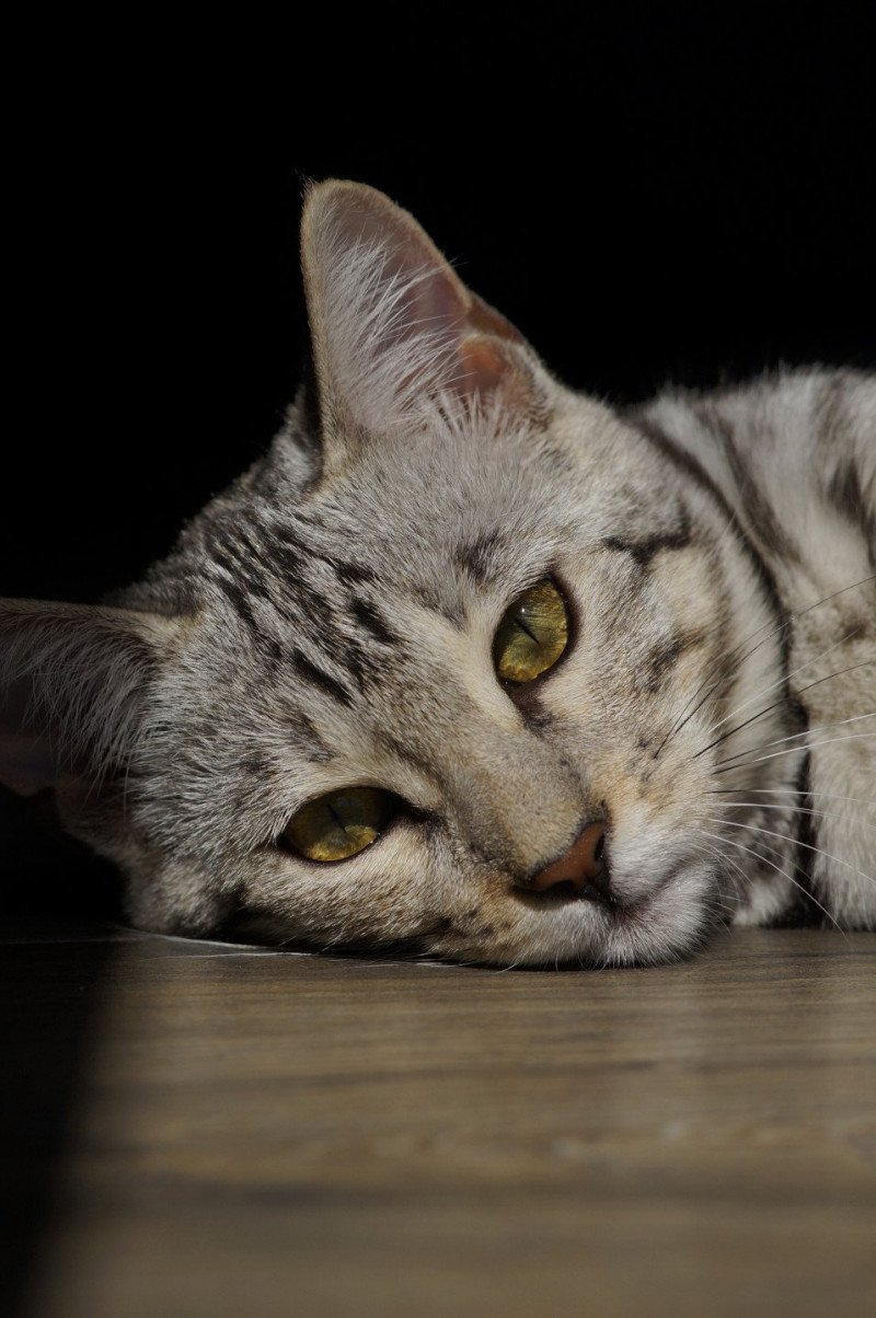 Utopie d'Atomic Sky Femelle Bengal