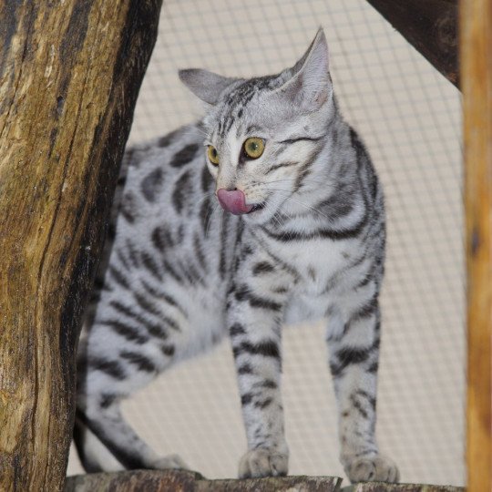 chaton Bengal black silver spotted / rosettes Utopie Chatterie d'Atomic Sky