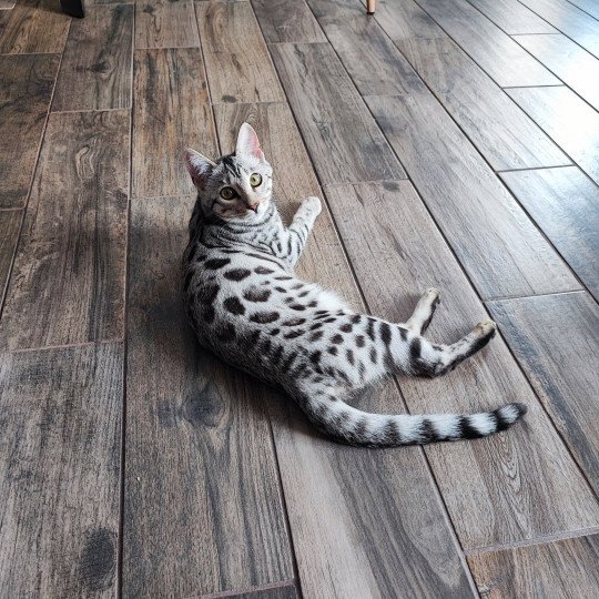 chaton Bengal black silver spotted / rosettes Utopie Chatterie d'Atomic Sky