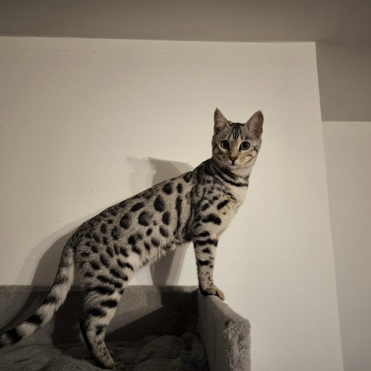 chaton Bengal black silver spotted / rosettes Utopie Chatterie d'Atomic Sky