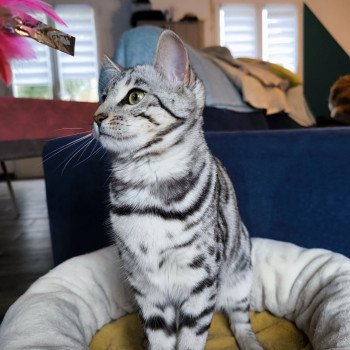chaton Bengal black silver spotted / rosettes Utopie Chatterie d'Atomic Sky