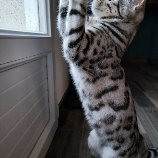 chaton Bengal black silver spotted / rosettes Utopie Chatterie d'Atomic Sky