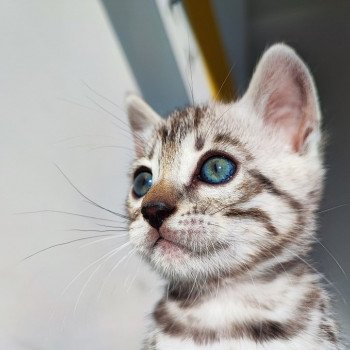chaton Bengal black silver spotted / rosettes Chatterie d'Atomic Sky