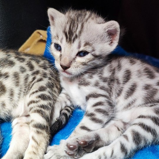 chaton Bengal black silver spotted / rosettes U'Rocks Chatterie d'Atomic Sky