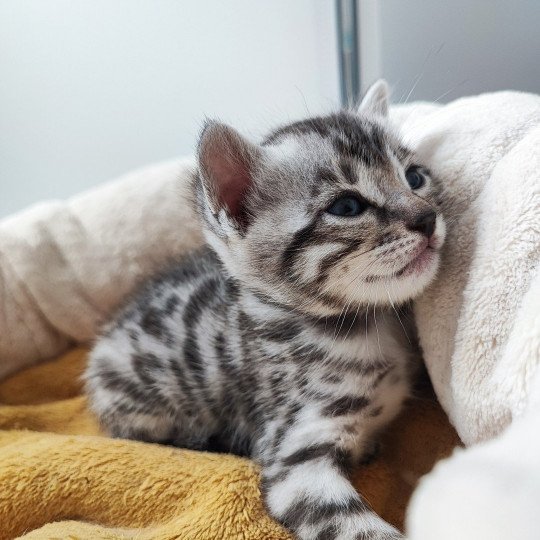 chaton Bengal black silver spotted / rosettes U'Rocks Chatterie d'Atomic Sky