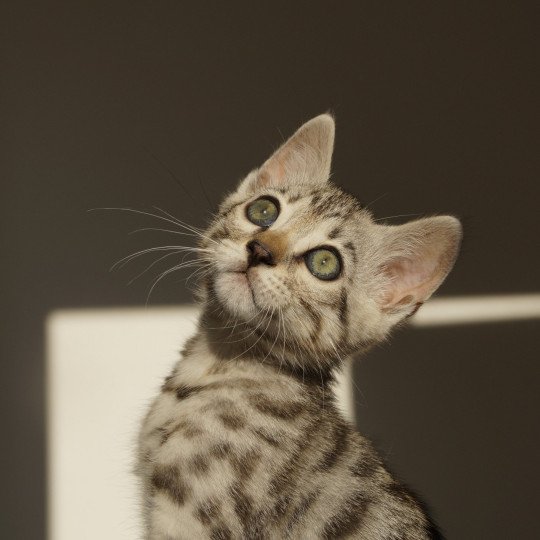 chaton Bengal black silver spotted / rosettes U'Rocks Chatterie d'Atomic Sky