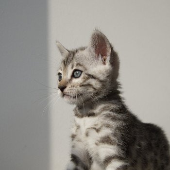 chaton Bengal black silver spotted / rosettes U'Rocks Chatterie d'Atomic Sky