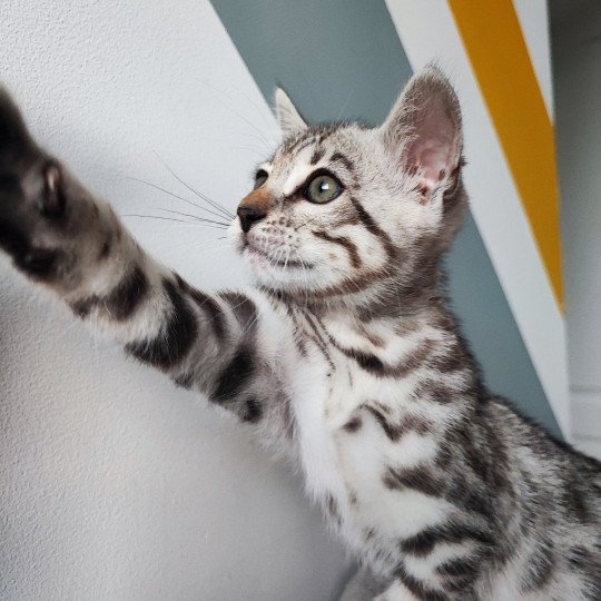 chaton Bengal black silver spotted / rosettes U'Rocks Chatterie d'Atomic Sky