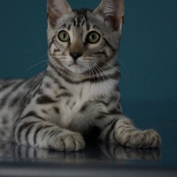 chaton Bengal black silver spotted / rosettes U'Rocks Chatterie d'Atomic Sky