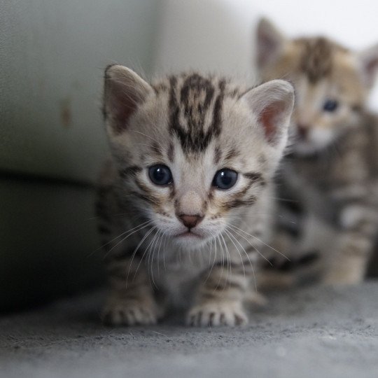 chaton Bengal brown spotted / rosettes Chatterie d'Atomic Sky