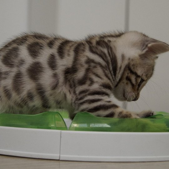 chaton Bengal brown spotted / rosettes Chatterie d'Atomic Sky