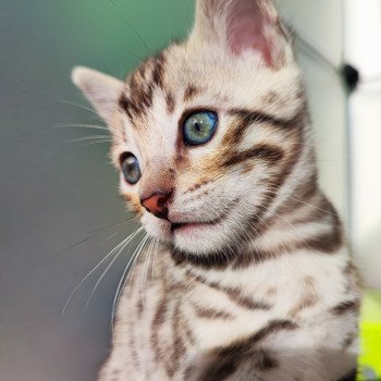 chaton Bengal brown spotted / rosettes Chatterie d'Atomic Sky