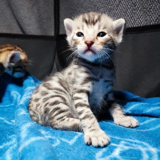 chaton Bengal brown spotted / rosettes Chatterie d'Atomic Sky