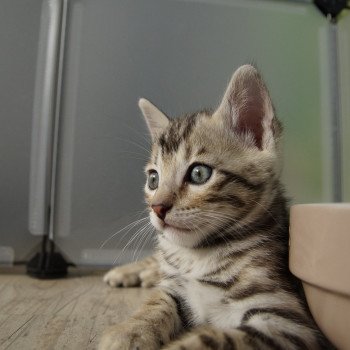 chaton Bengal brown spotted / rosettes Underground Chatterie d'Atomic Sky