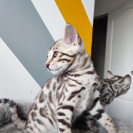 chaton Bengal brown spotted / rosettes Underground Chatterie d'Atomic Sky