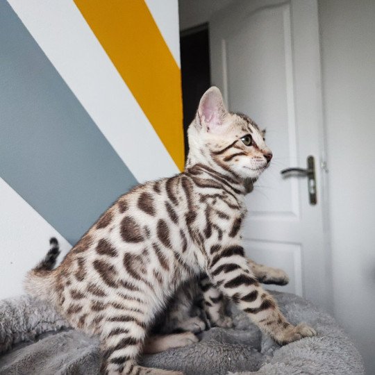 chaton Bengal brown spotted / rosettes Underground Chatterie d'Atomic Sky