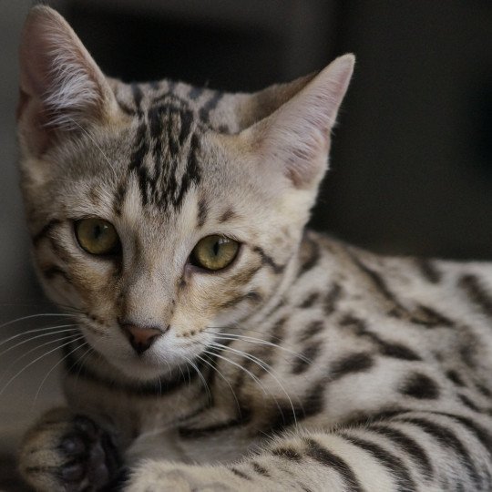 chaton Bengal brown spotted / rosettes Underground Chatterie d'Atomic Sky