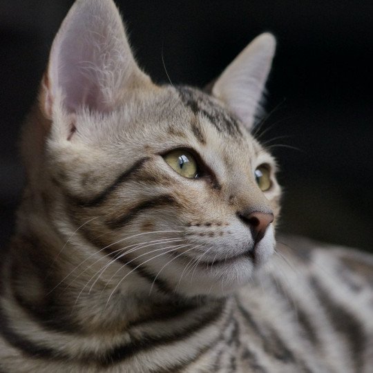 chaton Bengal brown spotted / rosettes Underground Chatterie d'Atomic Sky