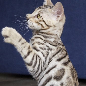 chaton Bengal brown spotted / rosettes Underground Chatterie d'Atomic Sky
