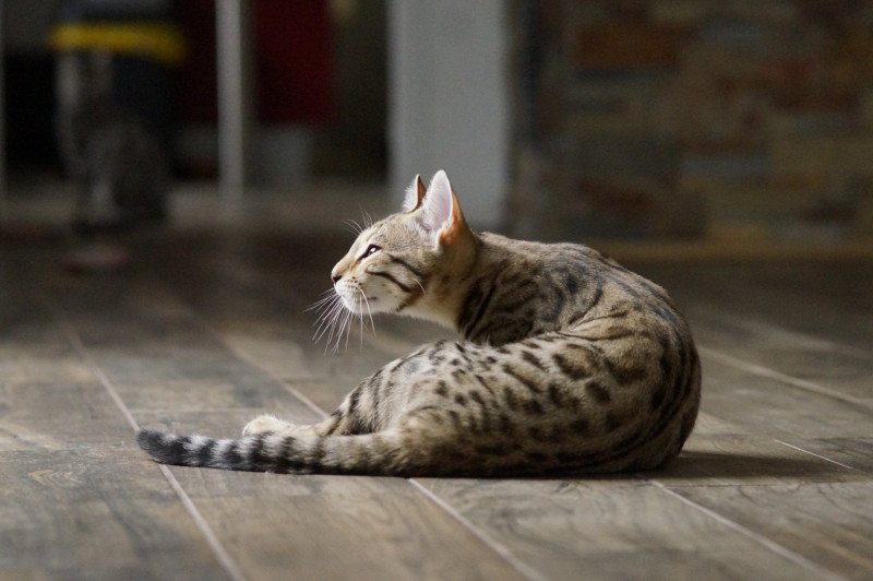 Unita d'Atomic Sky Femelle Bengal