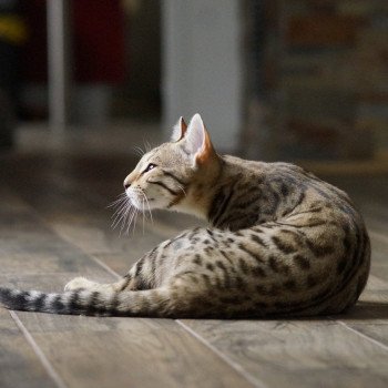 chaton Bengal brown spotted / rosettes Unita Chatterie d'Atomic Sky