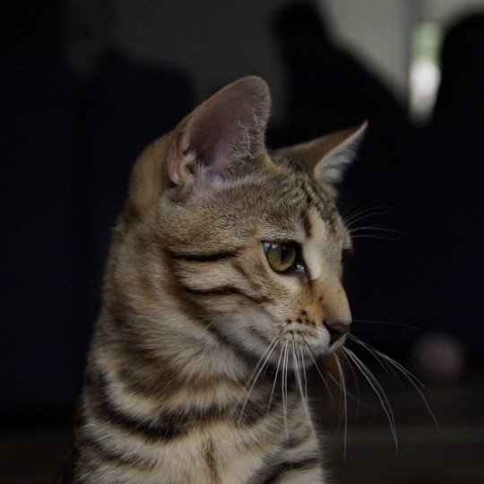 chaton Bengal brown spotted / rosettes Unita Chatterie d'Atomic Sky