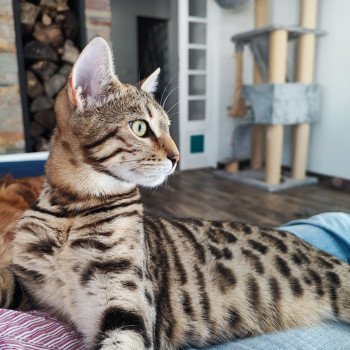 chaton Bengal brown spotted / rosettes Unita Chatterie d'Atomic Sky