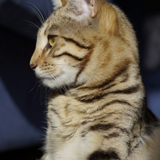 chaton Bengal brown spotted / rosettes Unita Chatterie d'Atomic Sky