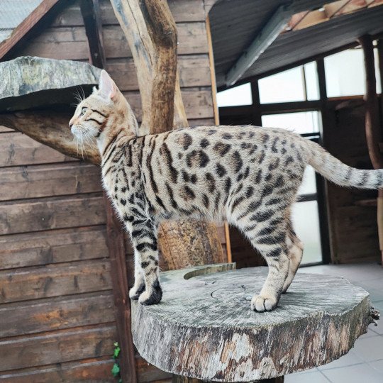 chaton Bengal brown spotted / rosettes Unita Chatterie d'Atomic Sky