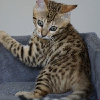 chaton Bengal brown spotted / rosettes Zénith Chatterie d'Atomic Sky