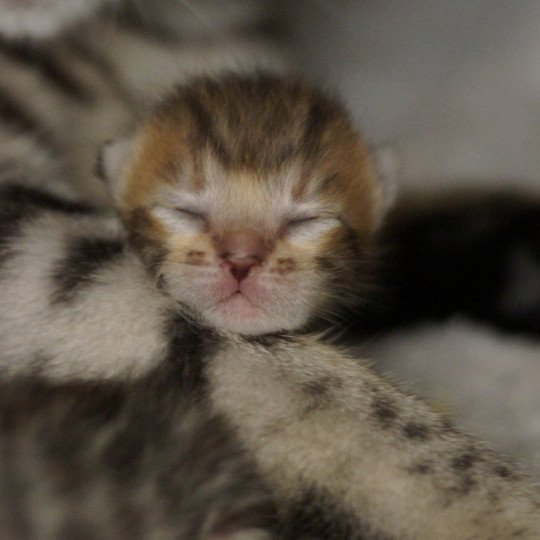 chaton Bengal brown spotted / rosettes Chatterie d'Atomic Sky