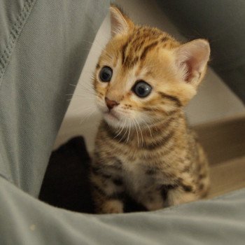 chaton Bengal brown spotted / rosettes Zénith Chatterie d'Atomic Sky