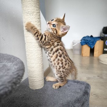 chaton Bengal brown spotted / rosettes Zénith Chatterie d'Atomic Sky