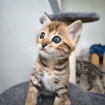 chaton Bengal brown spotted / rosettes Zénith Chatterie d'Atomic Sky