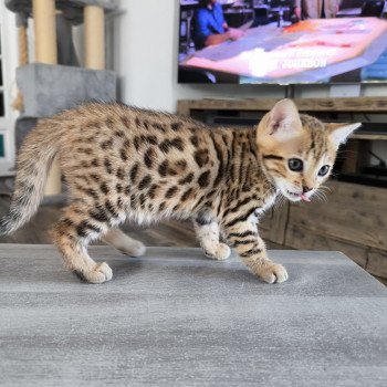 chaton Bengal brown spotted / rosettes Zénith Chatterie d'Atomic Sky