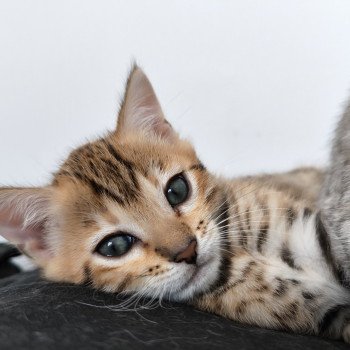 chaton Bengal brown spotted / rosettes Zénith Chatterie d'Atomic Sky