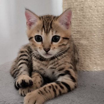 chaton Bengal brown spotted / rosettes Zénith Chatterie d'Atomic Sky