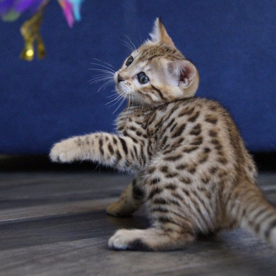 chaton Bengal brown spotted / rosettes Zénith Chatterie d'Atomic Sky