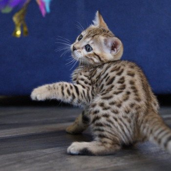 chaton Bengal brown spotted / rosettes Zénith Chatterie d'Atomic Sky